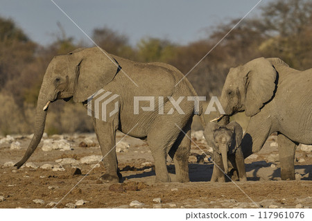 Dust bath 117961076