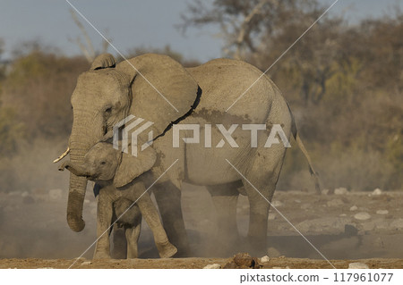 Dust bath 117961077
