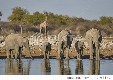 Elephants drinking 117961179