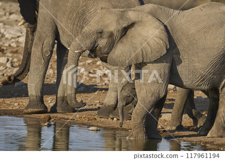 Elephants drinking Elephants drinking 117961194