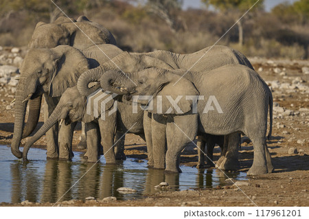 Elephants drinking Elephants drinking 117961201