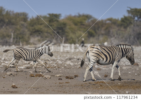 Zebra in Etosha National Park 117961234
