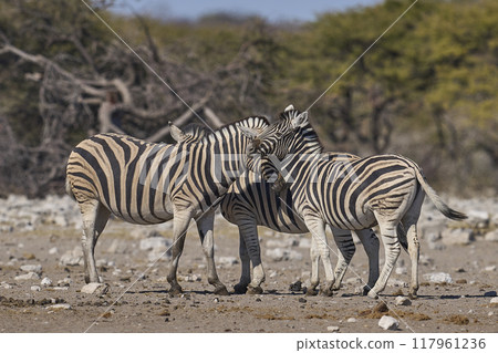 Zebra in Etosha National Park Zebra in Etosha National Park 117961236