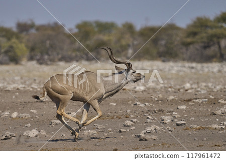 Greater Kudu Greater Kudu 117961472