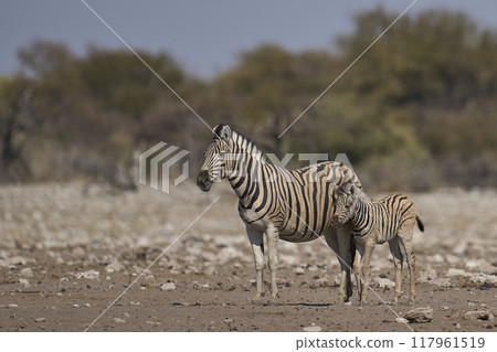 Zebra with foal 117961519