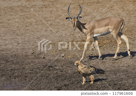 Tawny eagle in Namibia 117961608