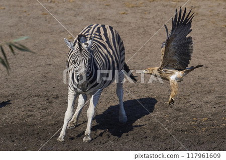 Tawny eagle in Namibia 117961609