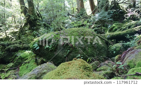 苔蘚森林裡的大岩石 117961712