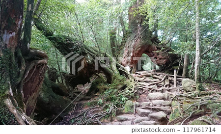 The road leading to the tunnel of old trees The road leading to the tunnel of old trees 117961714