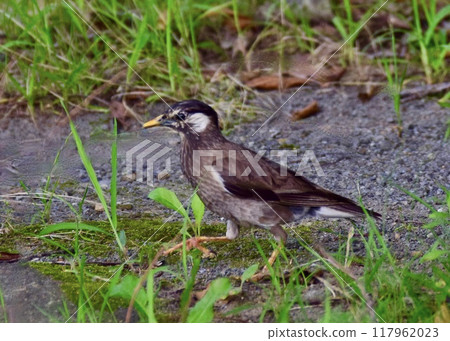 鳥類也會來到公園尋找食物。 鳥類也會來到公園尋找食物。 117962023