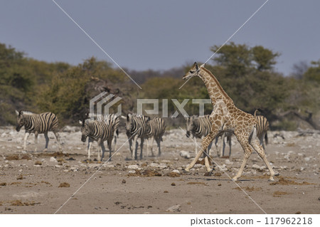 Busy waterhole Busy waterhole 117962218