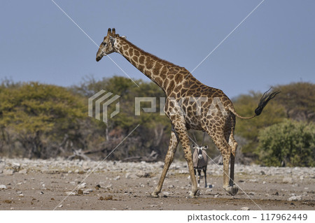 Giraffe at a waterhole 117962449