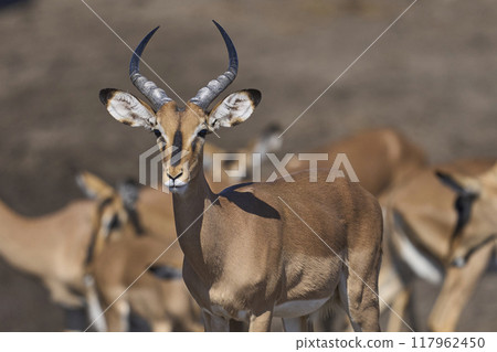 Male Black-faced Impala 117962450