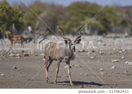 Greater Kudu  117962451