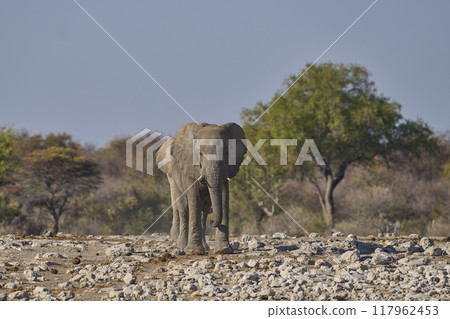 Bull african elephant approaching a waterhole 117962453