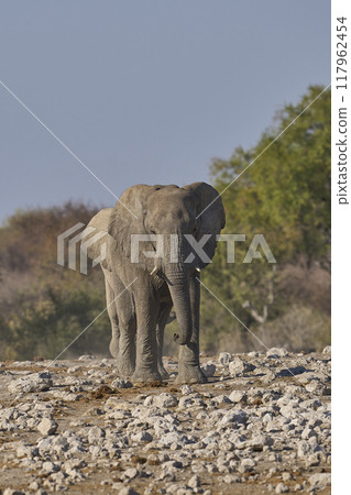 Bull african elephant approaching a waterhole 117962454