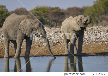Bull african elephant at a waterhole Bull african elephant at a waterhole 117962477