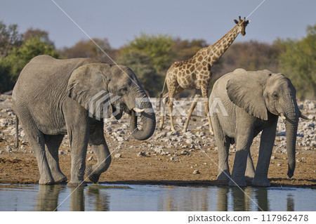 Bull african elephant at a waterhole Bull african elephant at a waterhole 117962478