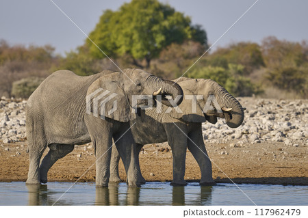 Bull african elephant at a waterhole Bull african elephant at a waterhole 117962479