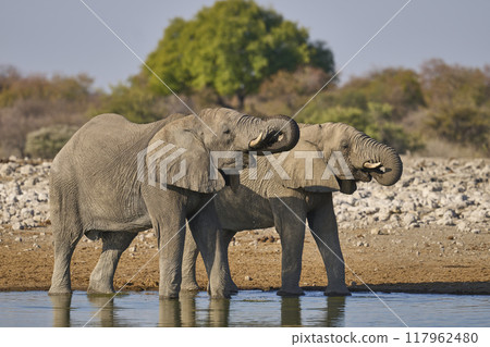 Bull african elephant at a waterhole 117962480