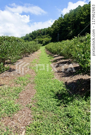 summer orchard 117962663