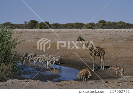 Busy waterhole in Etosha National Park 117962731