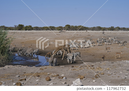 Busy waterhole in Etosha National Park 117962732