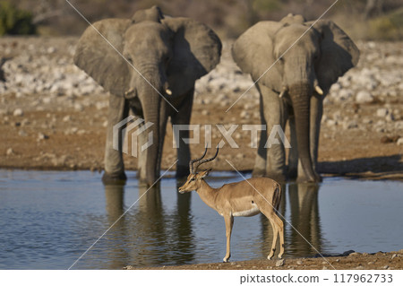 Male Black-faced Impala 117962733