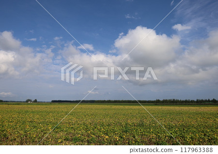 Early summer, summer, early autumn, Hokkaido, Tokachi Plain, near Obihiro, Shihoro, Shihoro fields, wide fields, horizon, refreshing, travel girl 117963388