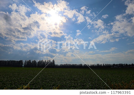 Early summer, summer, early autumn, Hokkaido, Tokachi Plain, near Obihiro, Shihoro, Shihoro fields, wide fields, horizon, refreshing, travel girl Early summer, summer, early autumn, Hokkaido, Tokachi Plain, near Obihiro, Shihoro, Shihoro fields, wide fields, horizon, refreshing, travel girl 117963391