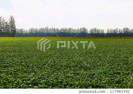 Early summer, summer, early autumn, Hokkaido, Tokachi Plain, near Obihiro, Shihoro, Shihoro fields, wide fields, horizon, refreshing, travel girl Early summer, summer, early autumn, Hokkaido, Tokachi Plain, near Obihiro, Shihoro, Shihoro fields, wide fields, horizon, refreshing, travel girl 117963392