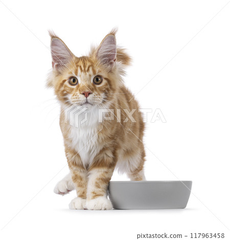 Maine Coon cat youngster on white background Maine Coon cat youngster on white background 117963458