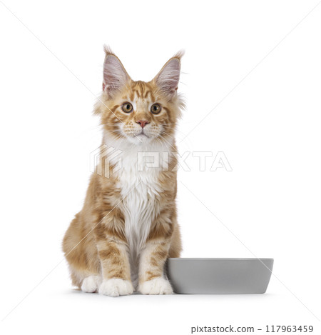 Maine Coon cat youngster on white background 117963459
