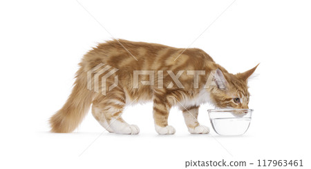Maine Coon cat youngster on white background Maine Coon cat youngster on white background 117963461