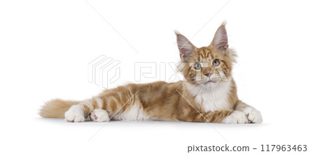 Maine Coon cat youngster on white background Maine Coon cat youngster on white background 117963463