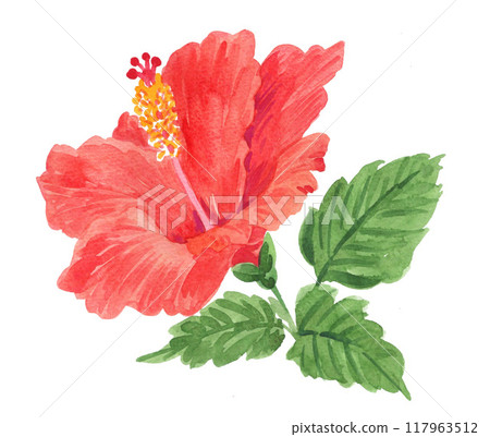 Hibiscus painted in watercolor 24902pix7 117963512