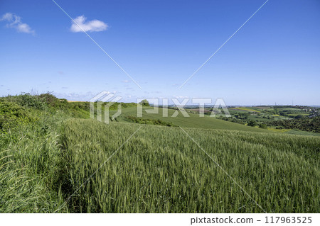 Green wheat growing in field Green wheat growing in field 117963525