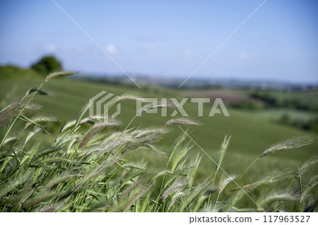 Green wheat growing in field Green wheat growing in field 117963527