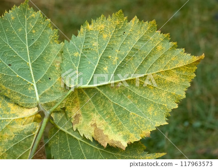 Detail of leaf rust in a leaves on blackberry plant. Detail of leaf rust in a leaves on blackberry plant. 117963573