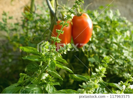Basil, Ocimum basilicum, grown with tomatoes improves the taste and smell of tomatoes. Basil, Ocimum basilicum, grown with tomatoes improves the taste and smell of tomatoes. 117963575