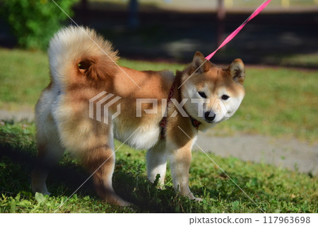 流浪貓公園的常客是狗和它們的主人。 流浪貓公園的常客是狗和它們的主人。 117963698