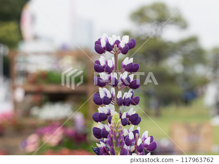 Nobori Fuji in the park Nobori Fuji in the park 117963762