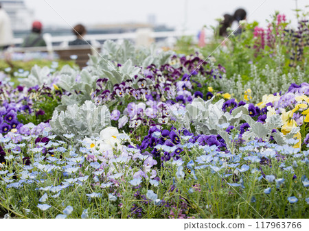 Pansy in the park Pansy in the park 117963766