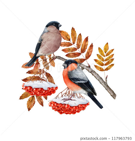 Winter time bullfinch birds eating rowan berries covered with snow. Pyrrhula pyrrhula avian watercolor illustration. Bullfinch wildlife forest bird on winter rowanberry tree branch. White background 117963793