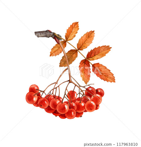 Autumn season rowan tree branch with red berries, dry leaf vintage style watercolor painted illustration. Hand drawn autumn time organic natural rowanberry twig element on white background 117963810