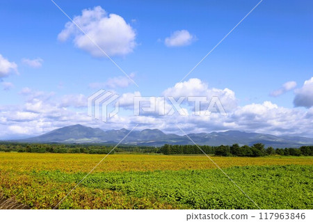 Early summer, summer, early autumn, Hokkaido, Tokachi Plain, near Obihiro, Kamishihoro, Daisetsuzan National Park, girls' trip, Mt. Daisetsu Early summer, summer, early autumn, Hokkaido, Tokachi Plain, near Obihiro, Kamishihoro, Daisetsuzan National Park, girls' trip, Mt. Daisetsu 117963846