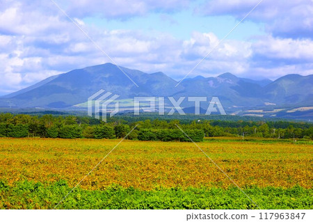 Early summer, summer, early autumn, Hokkaido, Tokachi Plain, near Obihiro, Kamishihoro, Daisetsuzan National Park, girls' trip, Mt. Daisetsu Early summer, summer, early autumn, Hokkaido, Tokachi Plain, near Obihiro, Kamishihoro, Daisetsuzan National Park, girls' trip, Mt. Daisetsu 117963847