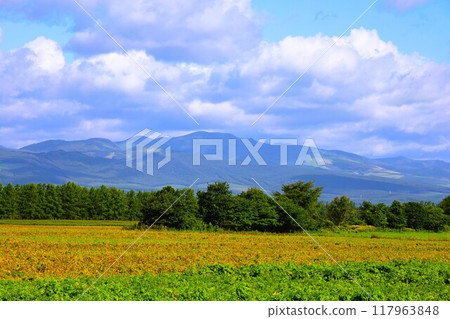 Early summer, summer, early autumn, Hokkaido, Tokachi Plain, near Obihiro, Kamishihoro, Daisetsuzan National Park, girls' trip, Mt. Daisetsu Early summer, summer, early autumn, Hokkaido, Tokachi Plain, near Obihiro, Kamishihoro, Daisetsuzan National Park, girls' trip, Mt. Daisetsu 117963848