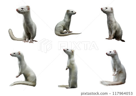 Six White Weasels in Various Poses 117964053