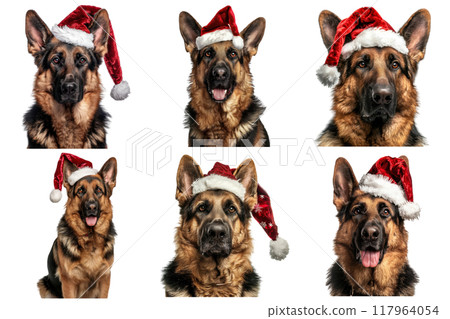 Six German Shepherd Dogs Wearing Santa Hats 117964054